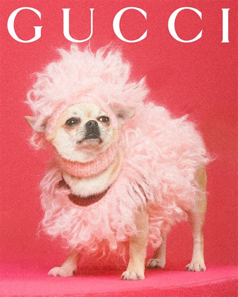 pamper your furry friends with the new gucci pet 